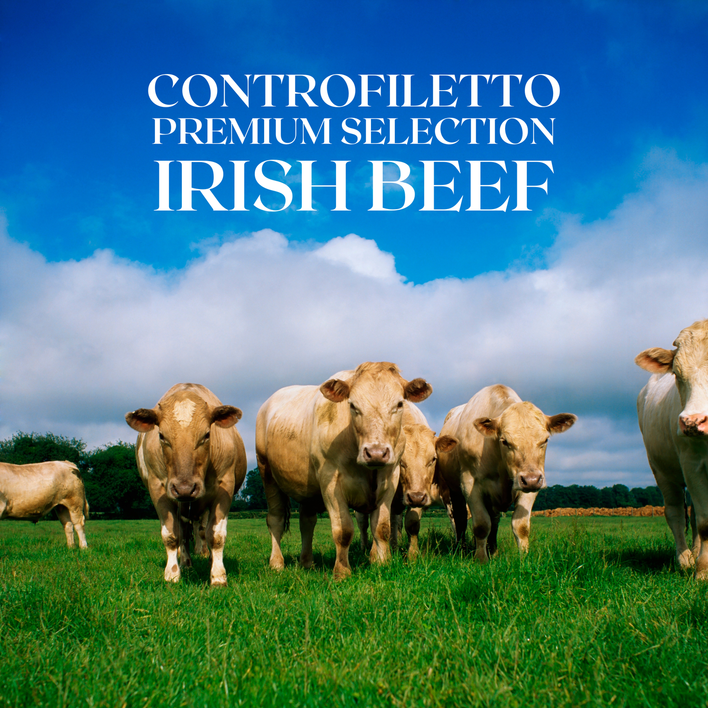 CONTROFILETTO PREMIUM SELECTION IRISH BEEF