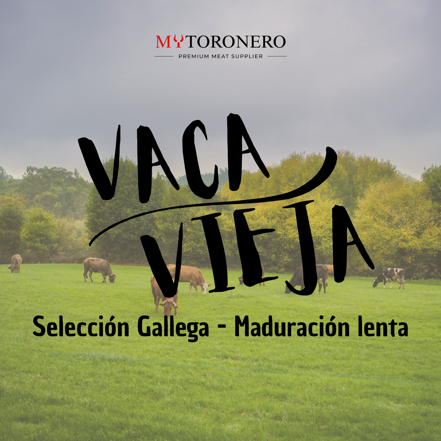 VACA VIEJA – SELECCIÓN GALLEGA - 100 GG DRY AGED